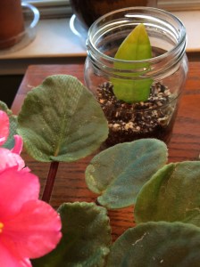 Rooting a ZZ leaf takes more than skill. It requires hope. If you're feeling a little low in hope today, read on. I'd love to hear from you.