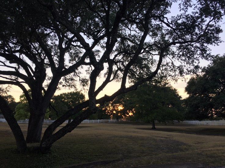Live Oaks